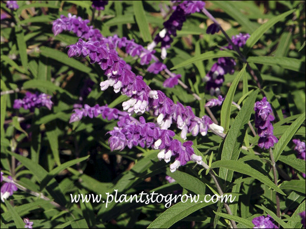 The white part of the flower is the corolla and the purple is the calyx.